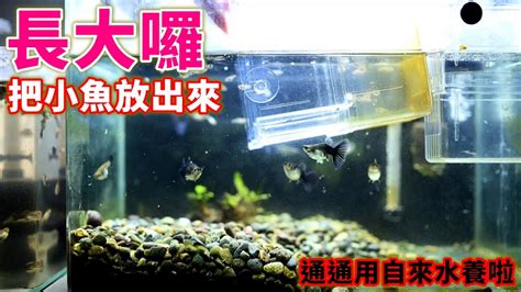 一尺缸適合養什麼魚